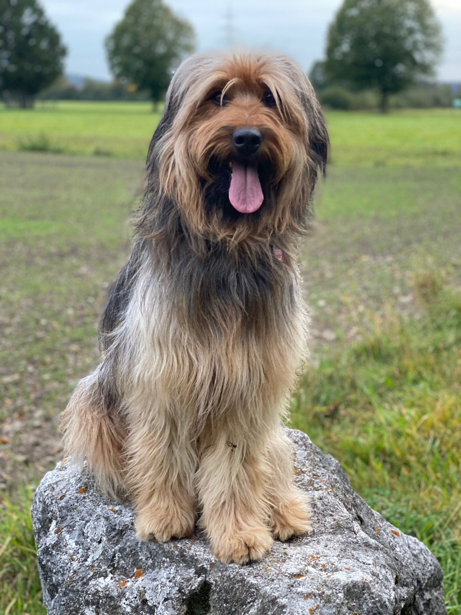 Wäller von der Straubenhalde